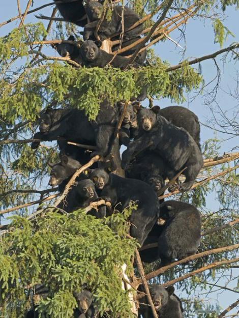 Click to Enlarge

Name: bear.jpg
Size: 122 KB