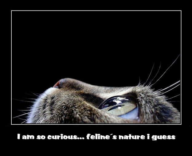 Click to Enlarge

Name: curiosity.jpg
Size: 111 KB