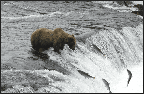 Click to Enlarge

Name: bear feed upstream.png
Size: 131 KB