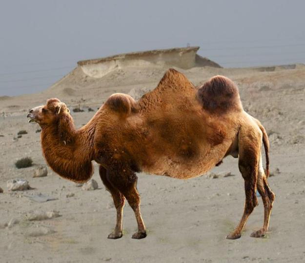 Click to Enlarge

Name: Three-humped%2Bcamel%252C%2Bfake%2Bphoto%2Bon%2BQatarLiving%2Bwebsite.jpg
Size: 57 KB