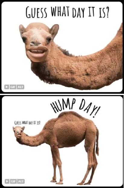 Click to Enlarge

Name: hump day.jpg
Size: 71 KB