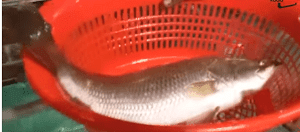 Click to Enlarge

Name: Grilled FIsh.png
Size: 26 KB