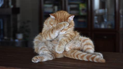 Click to Enlarge

Name: katze.jpg
Size: 15 KB