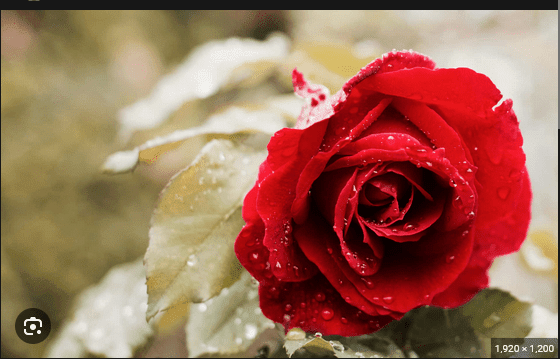 Click to Enlarge

Name: Roses_01.png
Size: 98 KB