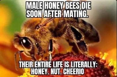 Click to Enlarge

Name: male bee.jpg
Size: 36 KB