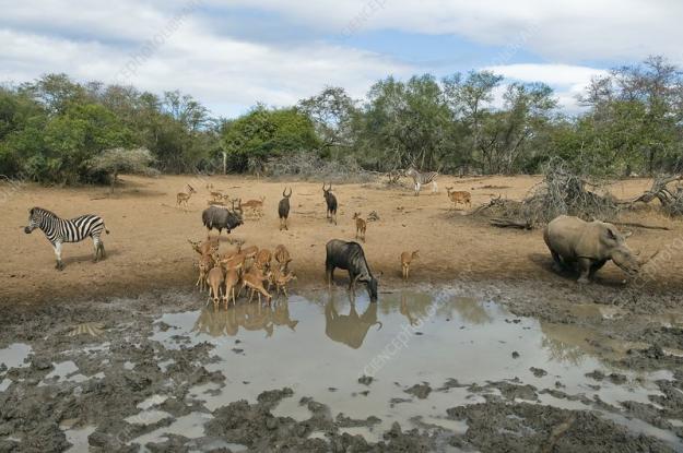 Click to Enlarge

Name: C0096725-Waterhole,_southern_Africa.jpg
Size: 129 KB