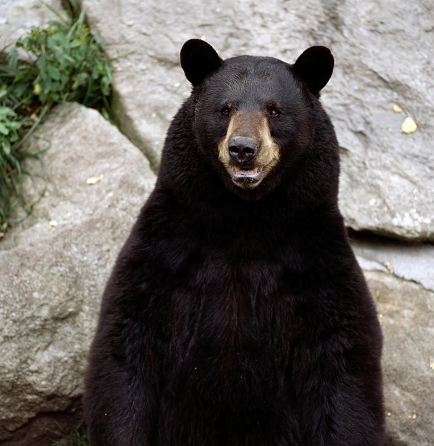 Click to Enlarge

Name: bear.jpg
Size: 185 KB