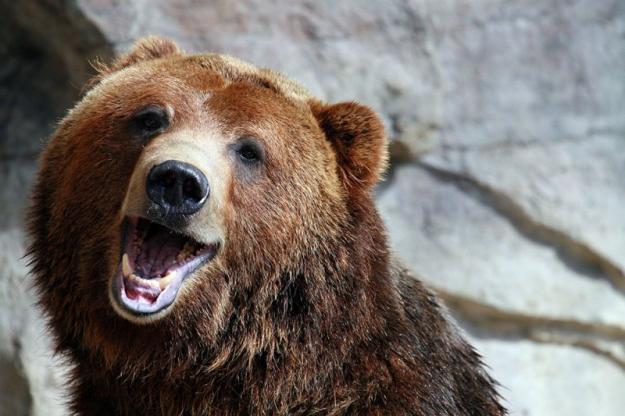 Click to Enlarge

Name: smiling_bear.jpeg
Size: 99 KB