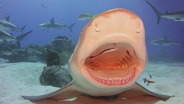Click to Enlarge

Name: Shark-Video-Image.jpg
Size: 153 KB