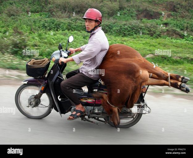 Click to Enlarge

Name: cow-on-a-motorcycle-FFM2TX.jpg
Size: 230 KB