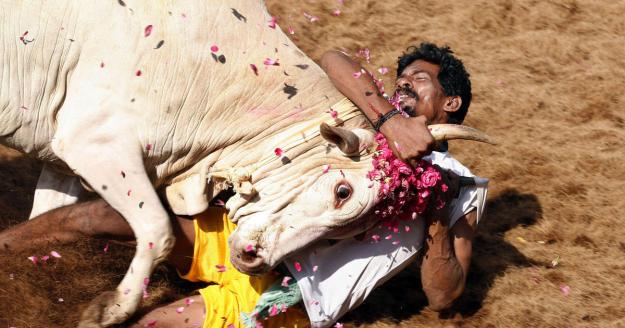 Click to Enlarge

Name: 17India_Bull_Taming.jpg
Size: 175 KB