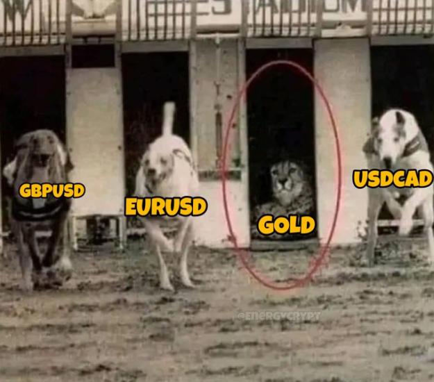 Click to Enlarge

Name: gold 3.jpeg
Size: 67 KB