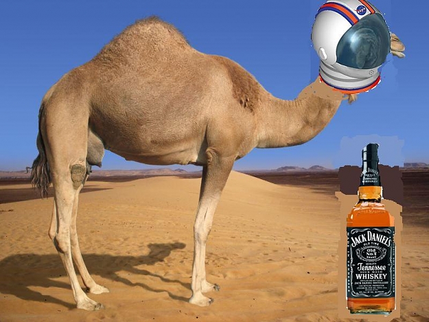 Click to Enlarge

Name: alcoholic space camel.jpg
Size: 63 KB