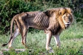 Click to Enlarge

Name: old lion.jpeg
Size: 13 KB