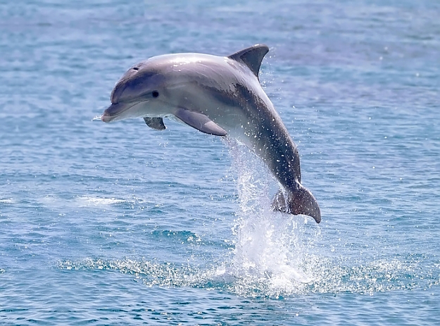Click to Enlarge

Name: 706dolphin.jpg
Size: 190 KB