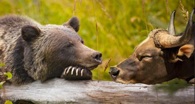 Click to Enlarge

Name: Bear-bull-sleeping-JPG.jpg
Size: 228 KB