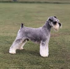 Click to Enlarge

Name: dog.jpeg
Size: 7 KB