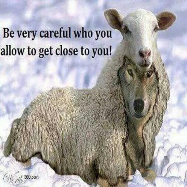 Click to Enlarge

Name: Wolf in sheep's clothing.jpg
Size: 83 KB