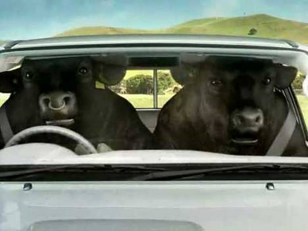 Click to Enlarge

Name: bulls driving.jpg
Size: 32 KB