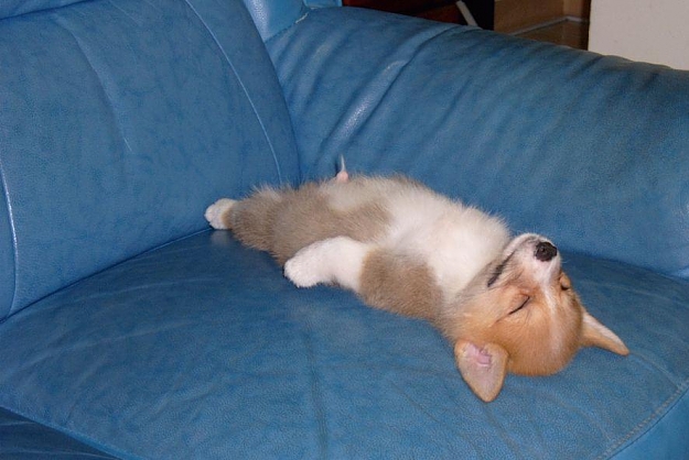 Click to Enlarge

Name: passed_out_corgi.jpg
Size: 68 KB