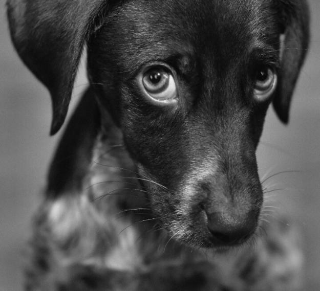 Click to Enlarge

Name: Dog.jpeg
Size: 160 KB