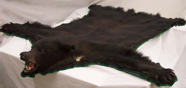 Click to Enlarge

Name: bear rug.jpg
Size: 49 KB