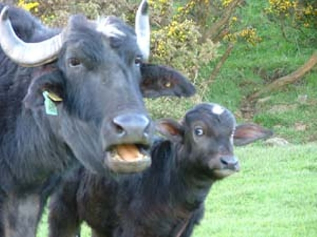 Click to Enlarge

Name: old bull.jpg
Size: 79 KB