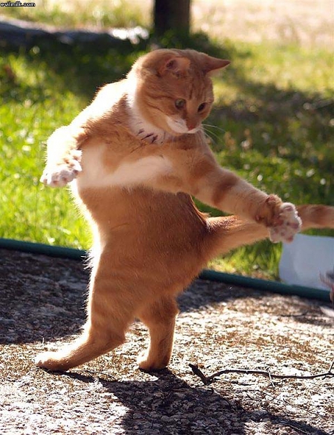 Click to Enlarge

Name: Cat_Dancing.jpg
Size: 92 KB