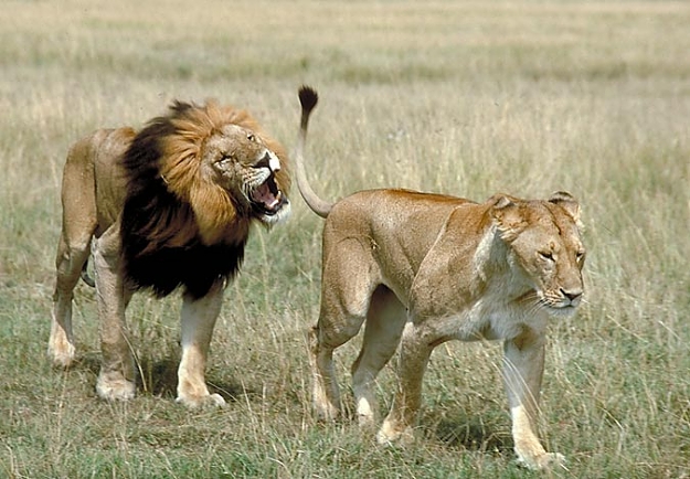 Click to Enlarge

Name: lion-following-lioness.jpg
Size: 65 KB
