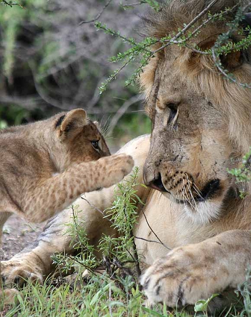 Click to Enlarge

Name: lion-and-cub_0299.jpg
Size: 56 KB