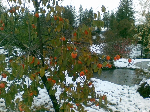 Click to Enlarge

Name: Persimmons in the snow.jpg
Size: 261 KB