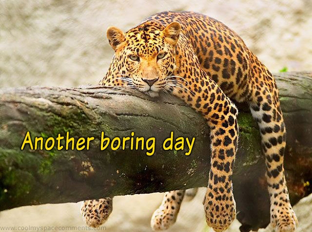 Click to Enlarge

Name: leopard-boring-day.jpg
Size: 123 KB