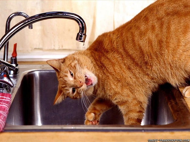 Click to Enlarge

Name: cat-wacky-drinking-funny-animal-wallpapers.jpg
Size: 165 KB