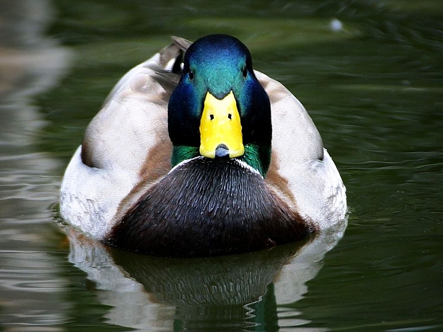 Click to Enlarge

Name: mallard-duck-1024-768.jpg
Size: 108 KB