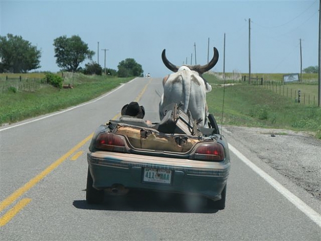 Click to Enlarge

Name: bull 3.jpg
Size: 50 KB