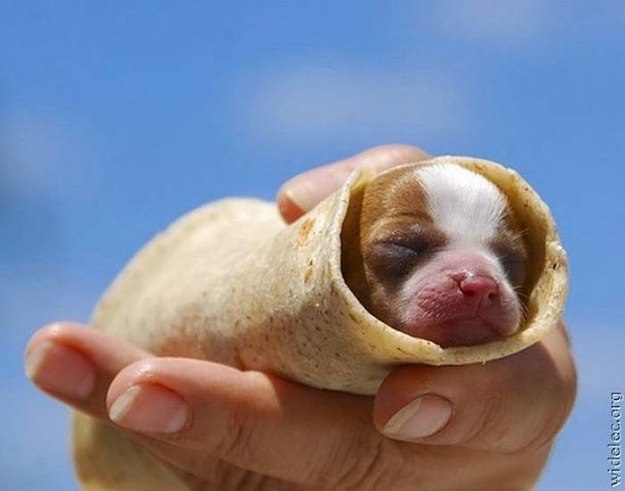 Click to Enlarge

Name: Dog Tortilla.jpg
Size: 27 KB