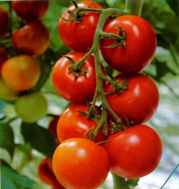 Click to Enlarge

Name: tomato_plants.jpg
Size: 50 KB