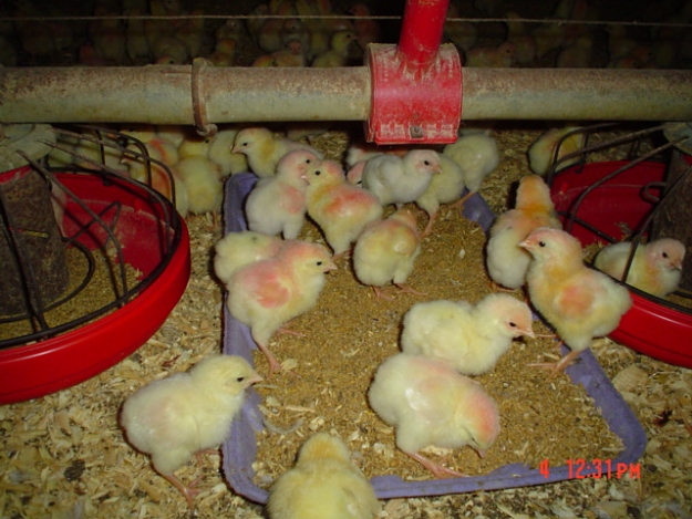 Click to Enlarge

Name: chicks.JPG
Size: 153 KB