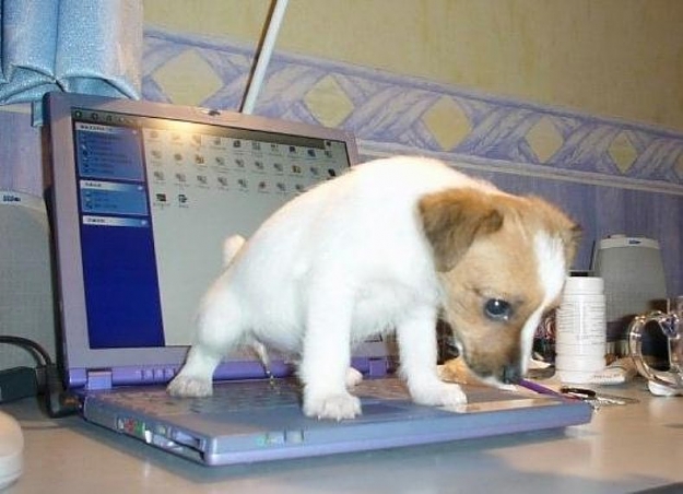 Click to Enlarge

Name: dog peeing on computer.jpg
Size: 64 KB