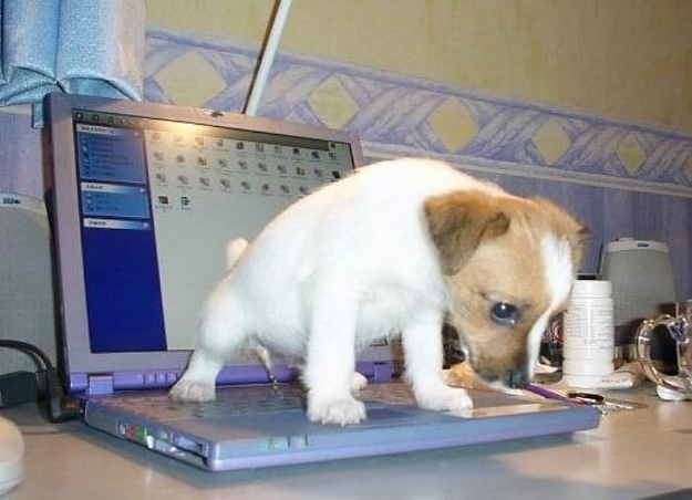 Click to Enlarge

Name: dog peeing on computer.jpg
Size: 64 KB