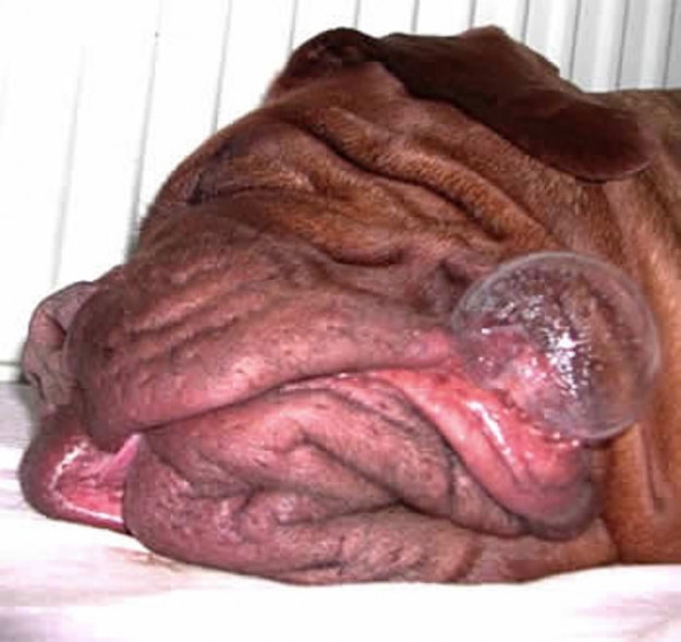 Click to Enlarge

Name: sleeping dog.jpg
Size: 57 KB
