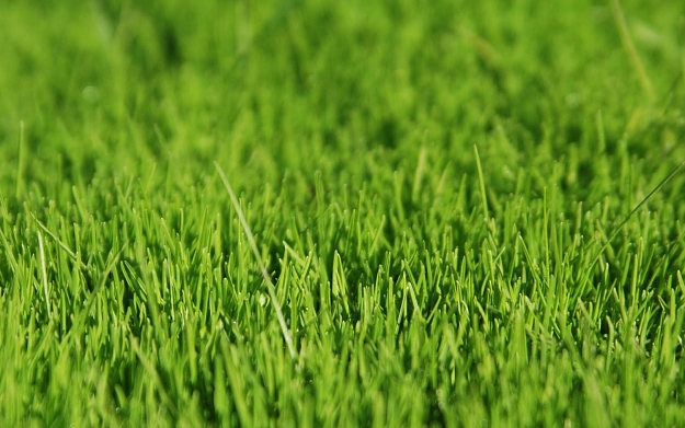 Click to Enlarge

Name: grass.jpg
Size: 155 KB
