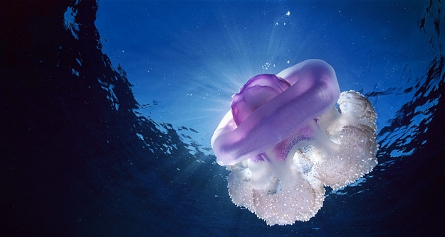 Click to Enlarge

Name: Jellyfish.jpg
Size: 81 KB
