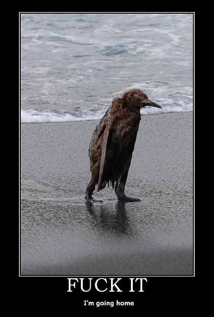 Click to Enlarge

Name: Fuck It Bird.jpg
Size: 66 KB