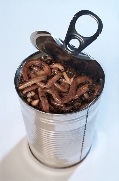 Click to Enlarge

Name: istock_can_of_worms.jpg
Size: 262 KB