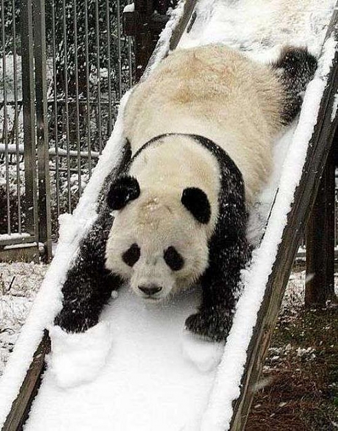 Click to Enlarge

Name: Weeeeeee Bear.jpg
Size: 87 KB