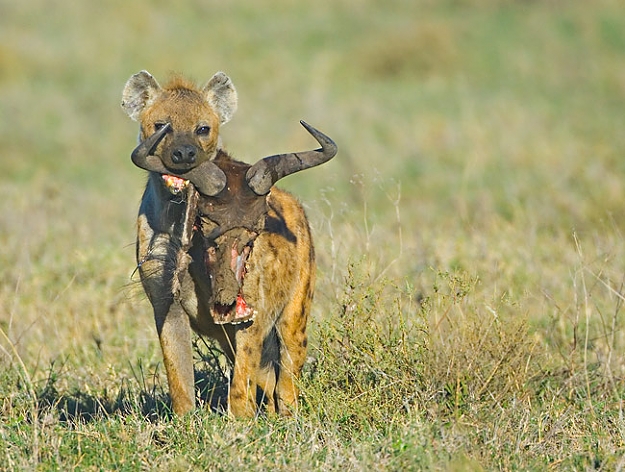 Click to Enlarge

Name: hyena%20head.jpg
Size: 99 KB