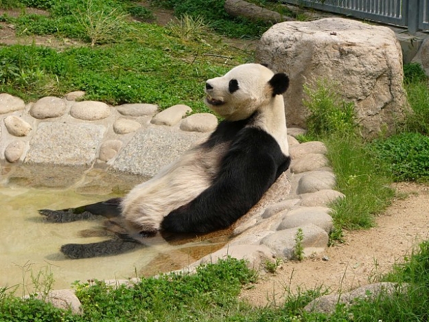 Click to Enlarge

Name: silly panda3.jpg
Size: 132 KB