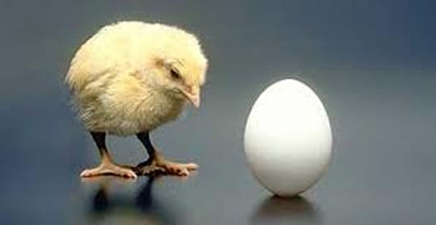 Click to Enlarge

Name: eggs.jpg
Size: 29 KB
