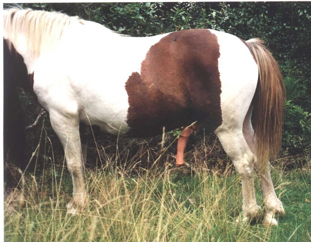 Click to Enlarge

Name: horny001_jpg.jpg
Size: 143 KB